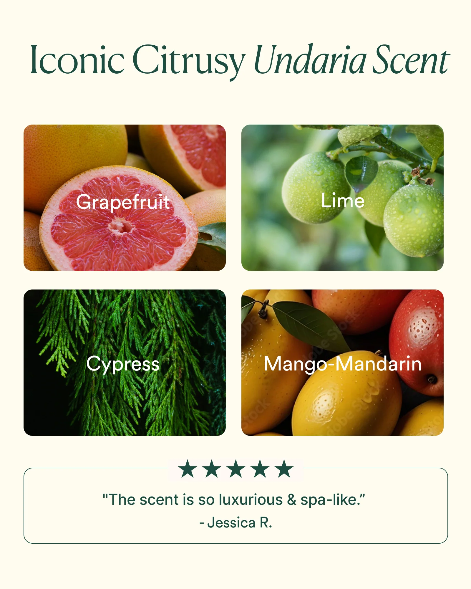 Undaria Algae™ Body Oil - Image 5